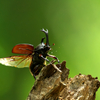 今では人気ないのかなぁ～　カブトムシ