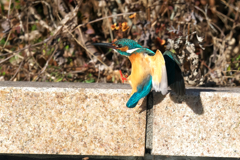 あんよがかわいい！　カワセミ君の着地