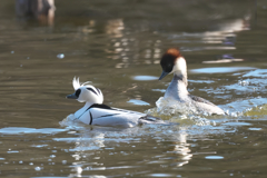 こちらのパンダももうすぐお別れです。パンダガモ