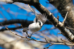 エナガ　飛び出し