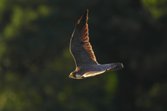 低空飛行　ハヤブサ