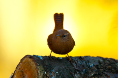 この季節は、里山で？　ミソサザイ