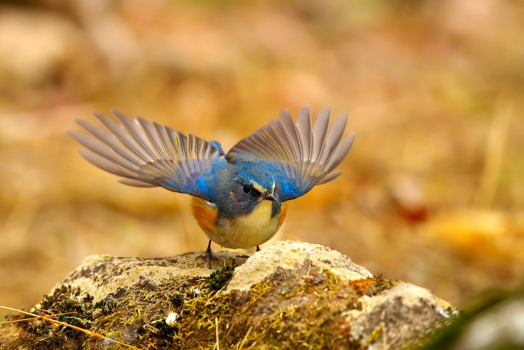 ♪♪ 今シーズンも来てくれました ♪♪　ルリビタキ