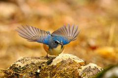 ♪♪ 今シーズンも来てくれました ♪♪　ルリビタキ