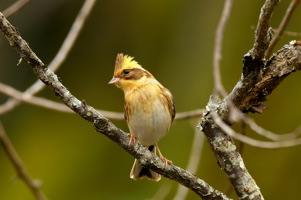 出会いに感謝　ミヤマホオジロ　♀