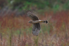 晩秋の草原を舞う ハイイロチュウヒ 晩秋の草原を舞う ハイイロチュウヒ
