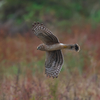 晩秋の草原を舞う　ハイイロチュウヒ