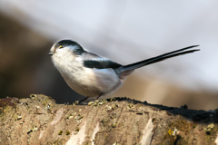 思わず私がニコリです！　エナガ君
