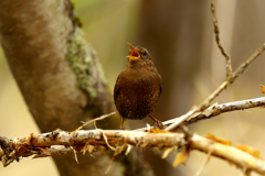 日本一小さな野鳥　ミソサザイ　1