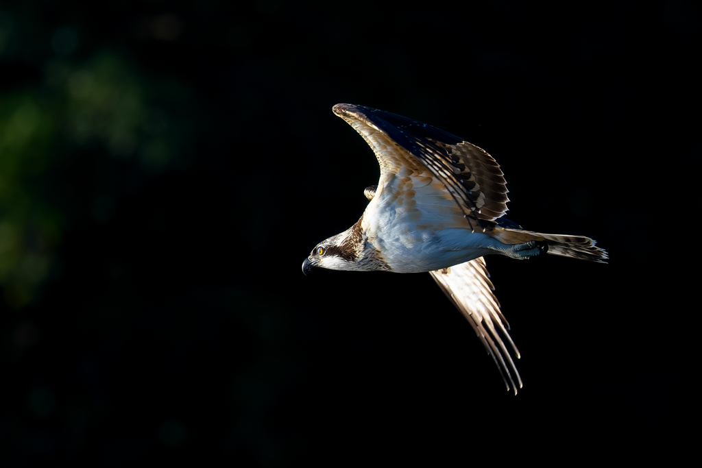 獲物を探して！魚鷹