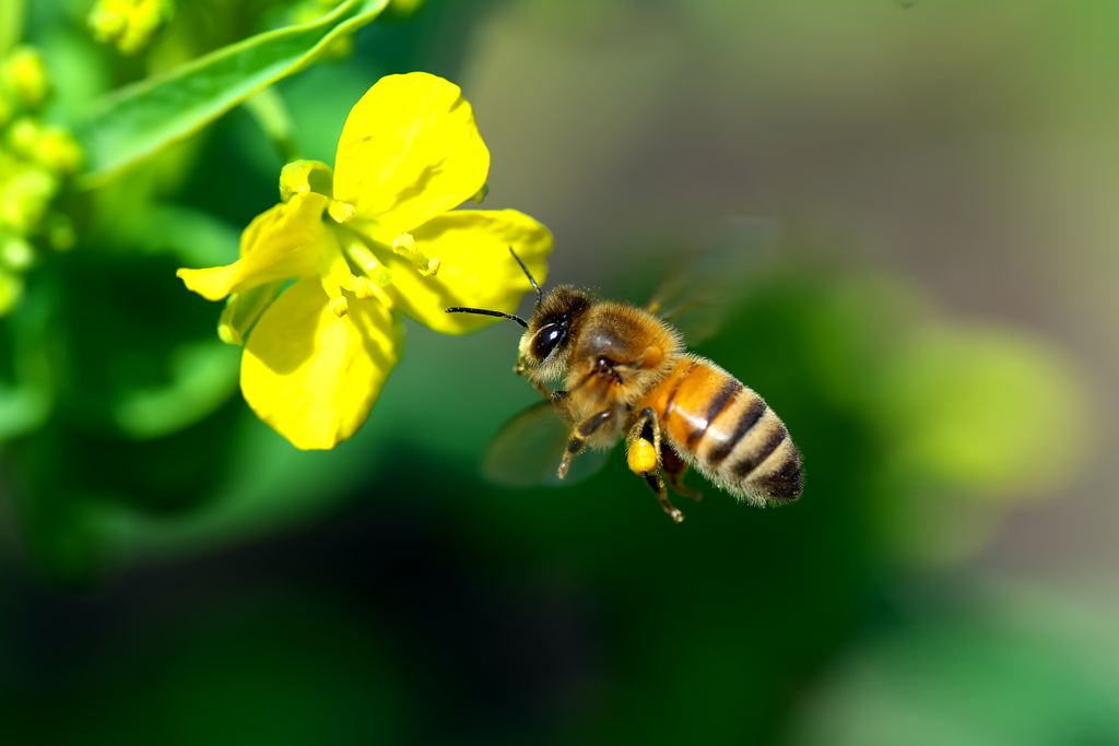 ミツバチには、菜の花が良く似合う　2