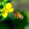 ミツバチには、菜の花が良く似合う　2