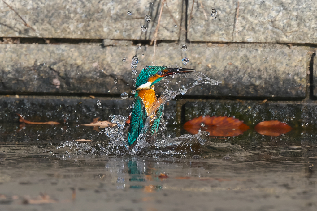カワセミ　トルネイド　1