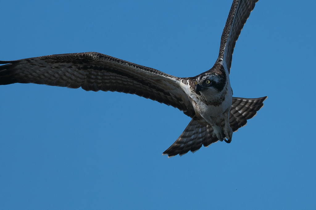 獲物を探して　ミサゴ2