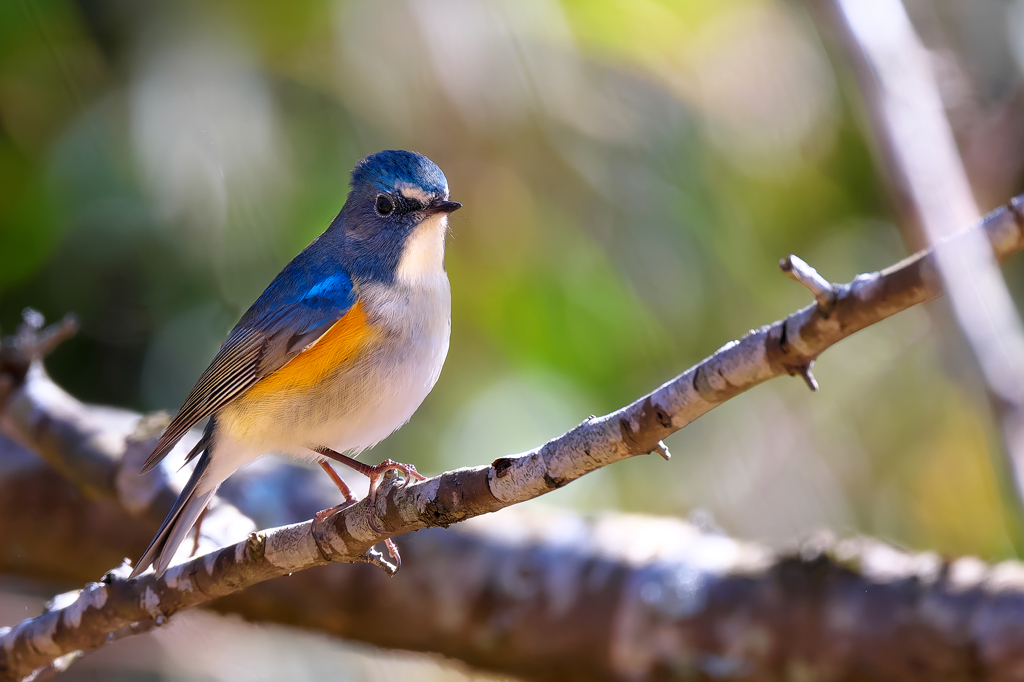 物思いに吹ける!?　ルリビタキ