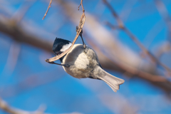 アクロバット飛行　ヒガラ