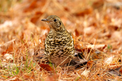 忽然と現る！トラツグミ