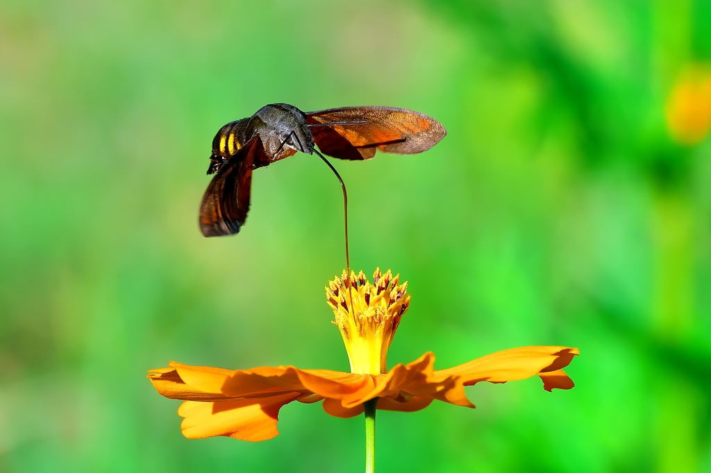 キバナコスモスとホシホウジャク