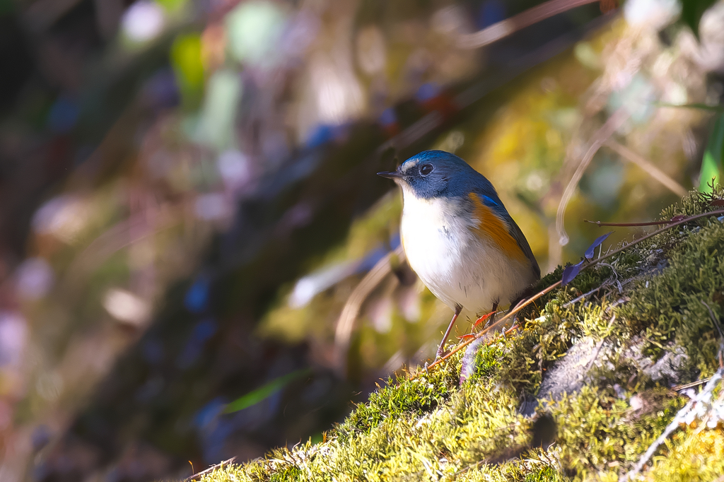 物思いに吹ける!?　ルリビタキ