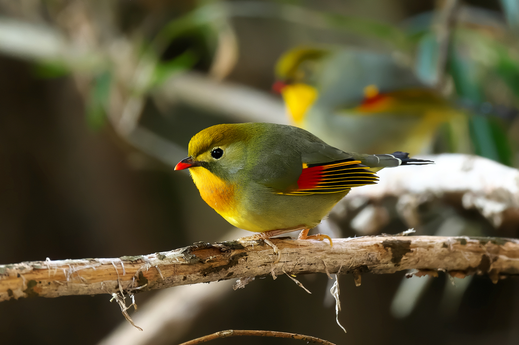 こんなに綺麗なのに特定外来生物　相思鳥