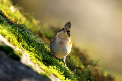 野鳥のどや顔?!　ミヤマホオジロ