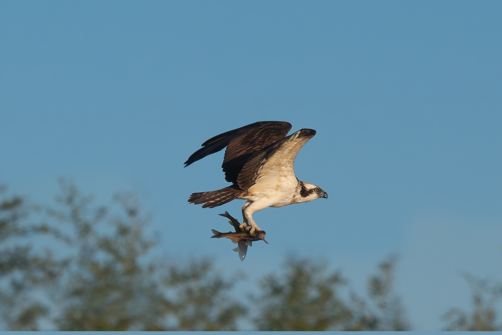 早朝の狩り風景　ミサゴ