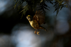 ホバリングでフライキャッチ！　キクイタダキ