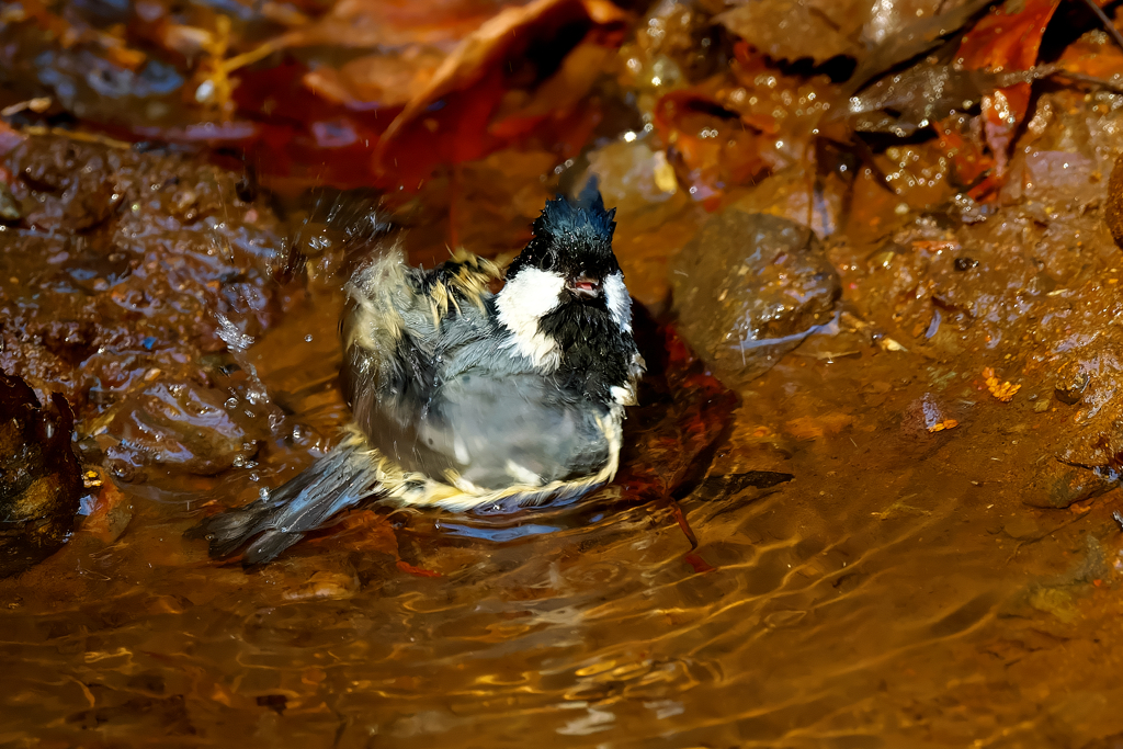 「あぁ～」と言ってる?!♨　ヒガラ