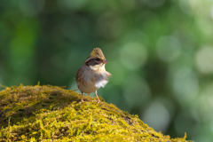 出会いに感謝　ミヤマホオジロ　♀　Ⅱ