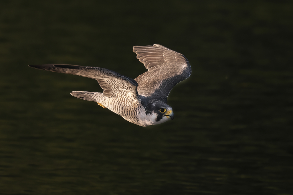 低空飛行　ハヤブサ