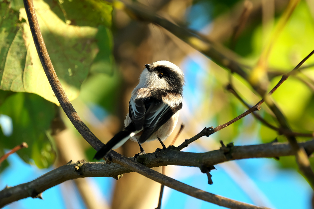 愛らしい表情がたまりません！　エナガ