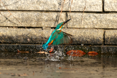 カワセミ　トルネイド