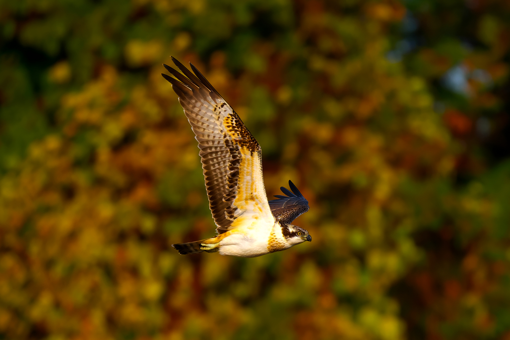 秋色に染めて 魚鷹 