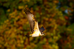 秋色に染めて 魚鷹 