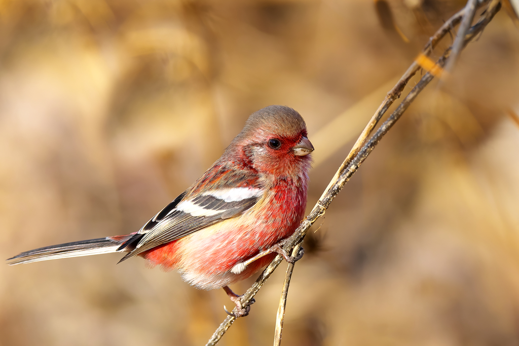 今年も楽しませてくれそうです!!　ベニマシコ