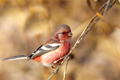 今年も楽しませてくれそうです!!　ベニマシコ