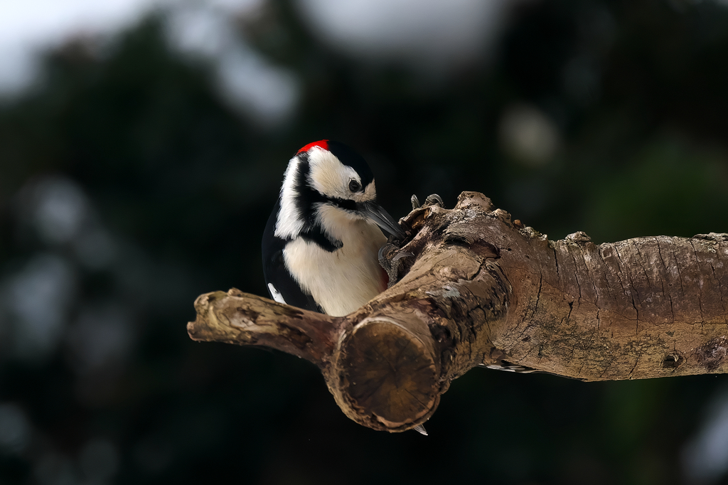 低木でごはん探し!!　アカゲラ♂