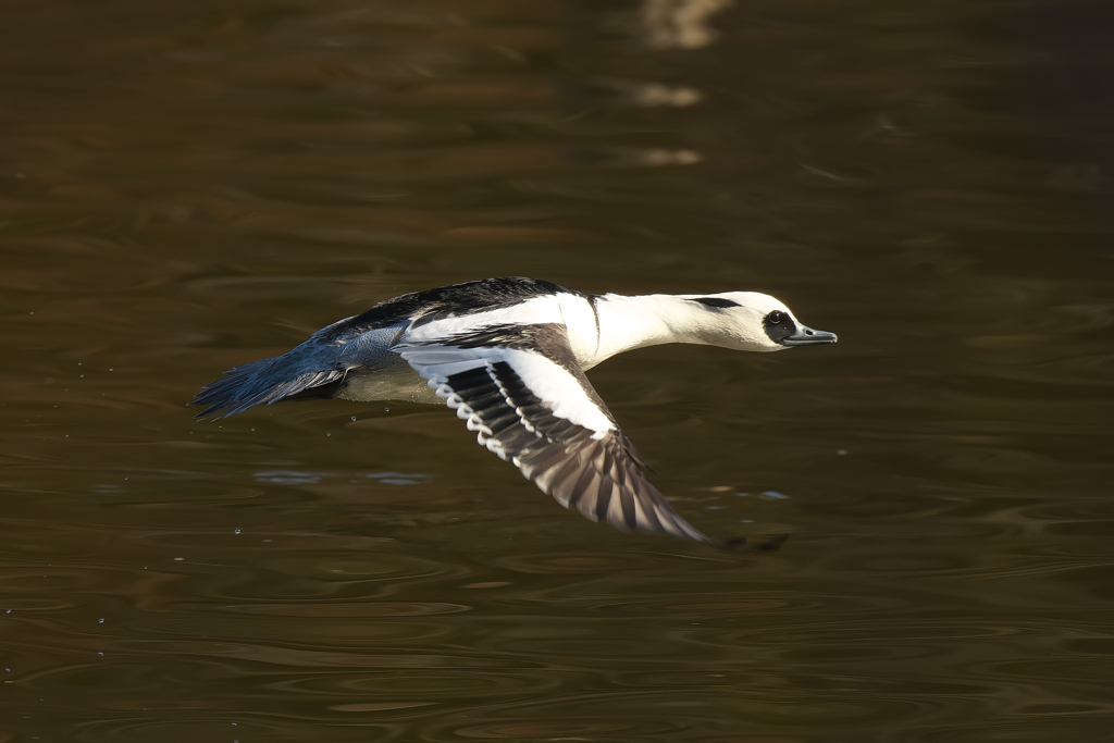 こちらのパンダは、もう少し楽しませてくれそうです。パンダガモ