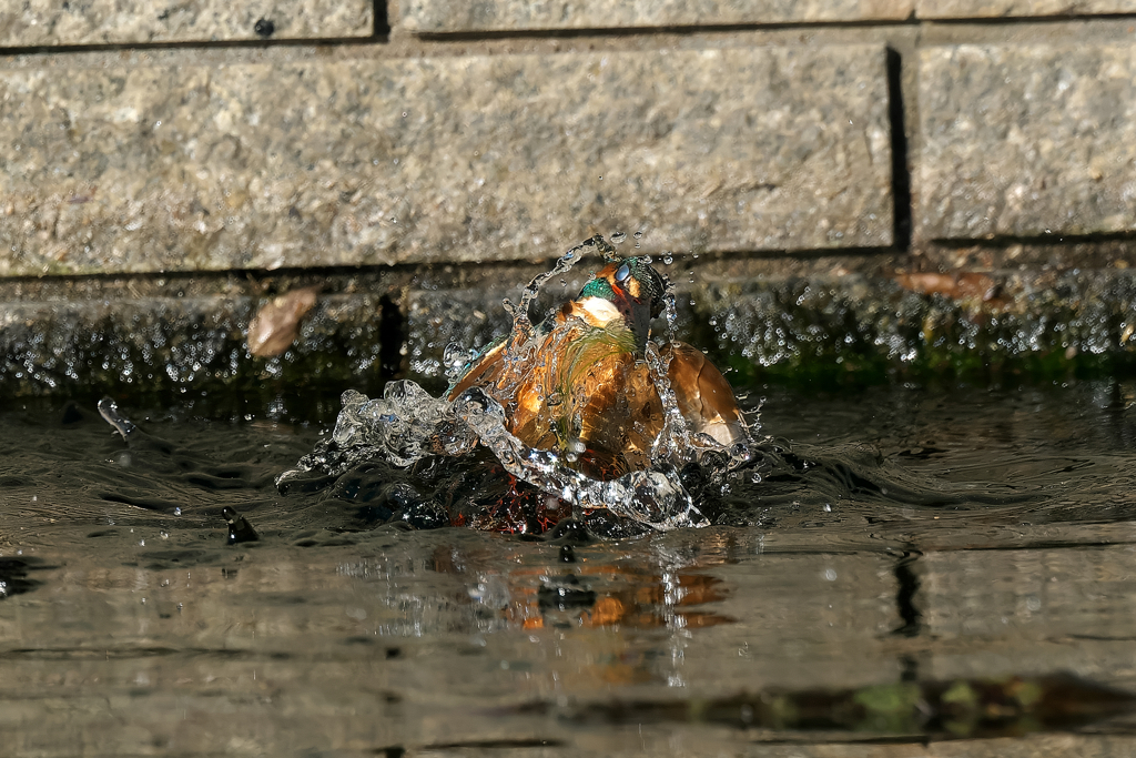 カワセミ トルネイド