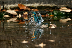 カワセミ　トルネイド