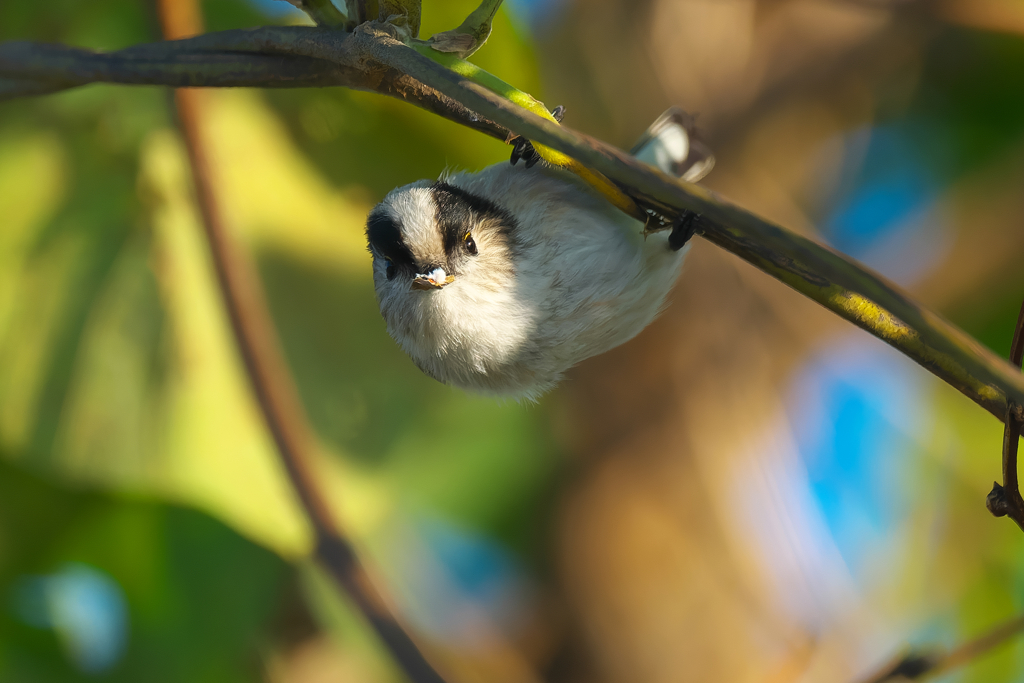 愛らしい表情がたまりません！　エナガ