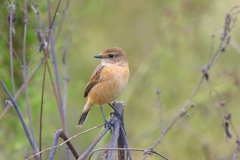 来年もよろしく ノビタキ 来年もよろしく ノビタキ