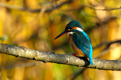 秋色に染めて　カワセミ