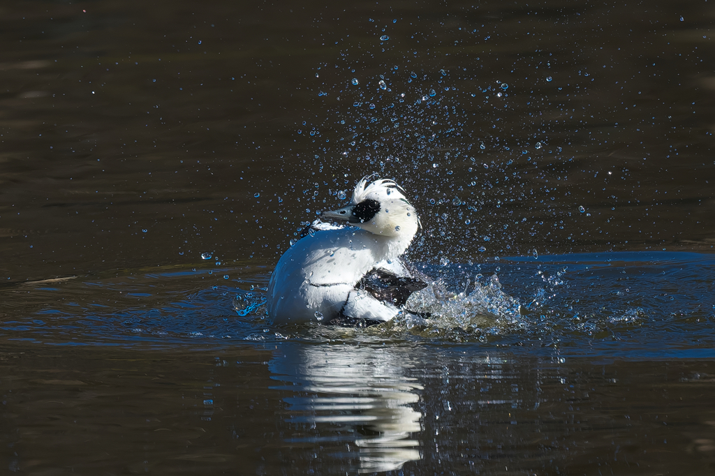 パンダの水浴び　ミコアイサ