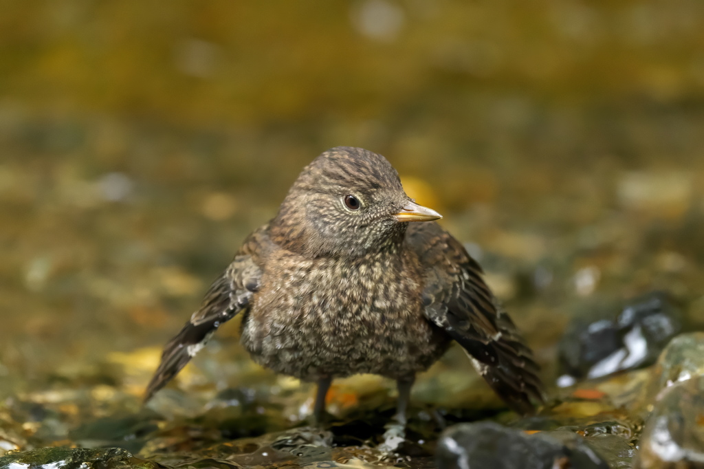 巣立ち　カワガラス　3