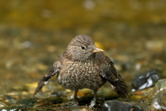 巣立ち　カワガラス　3
