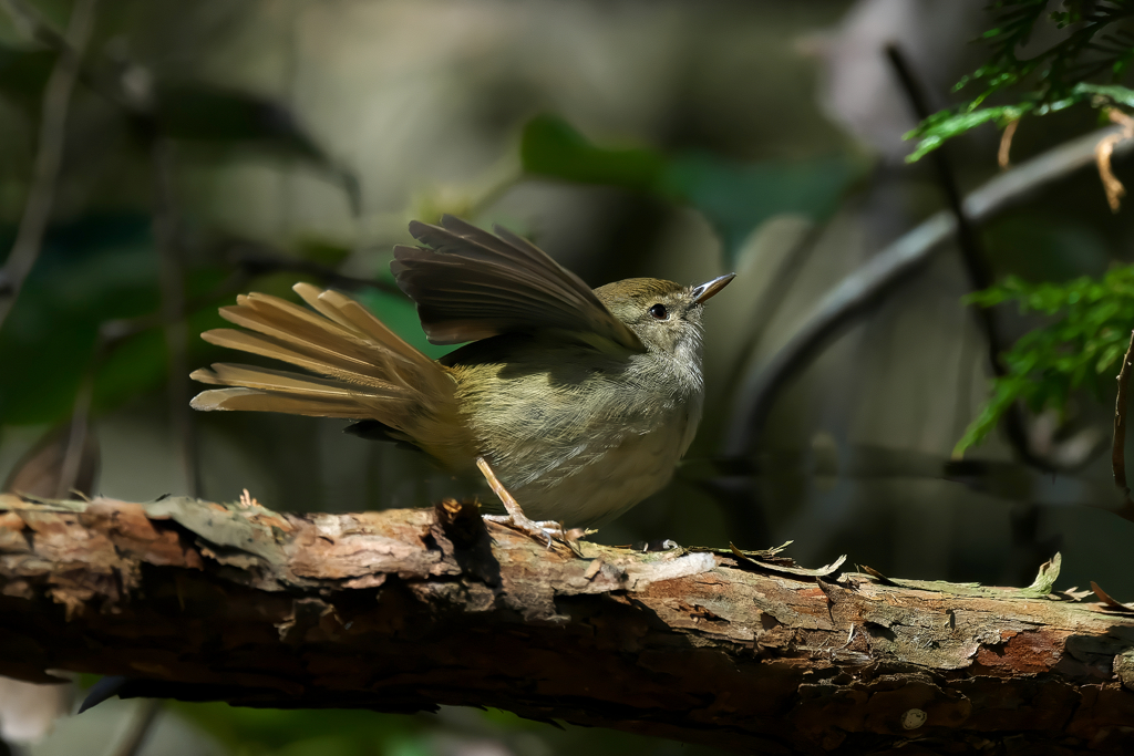 もうすぐ「ホーホケキョ」ウグイス