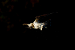 露ばらい　ミサゴ