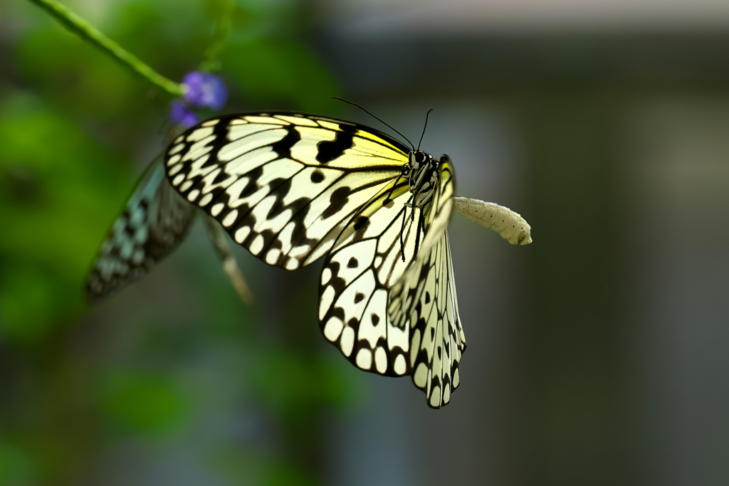 日本、最大級の蝶 “ オオゴマダラ