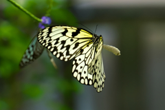 日本、最大級の蝶 “ オオゴマダラ